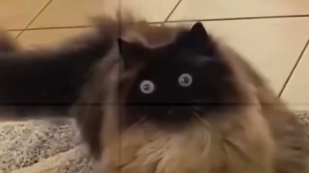 Best Funniest Animal Videos 2023 - Best Cat Videos