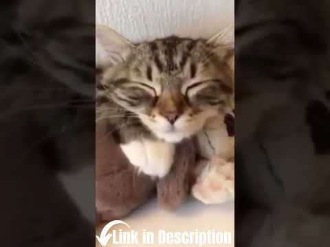 Cute Animal Videos | Funny Cat Videos | #shorts