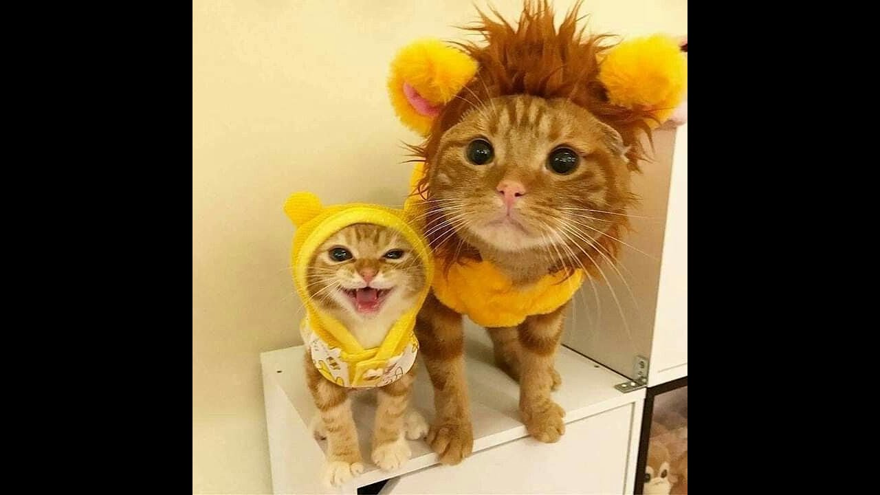Cute  Cats kitten and Funny Cat  part42 #SHORTS