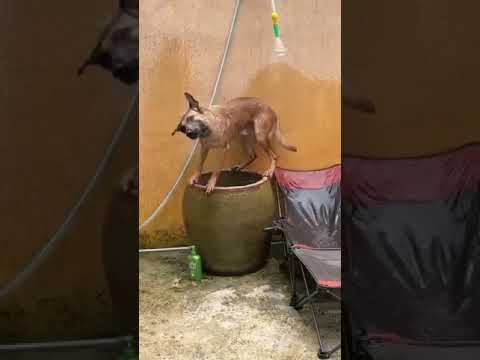 Funniest Animals Video 2023 - Funny dog and cat videos 77 #shorts #funnydog #funny cat