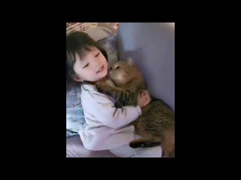 Funny CATS - HOLD YOUR LAUGH IF YOU CAN (CHALLENGE)