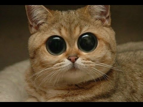 Funny Cats Compilation & funny animals life