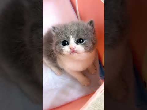 So Cute Cats #Cat Videos Animals #Shorts 18