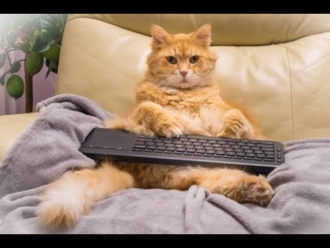 Tik Tok Cat Funny video compilation #3 || Crazy Cats