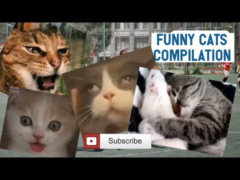 cute  cats compilation