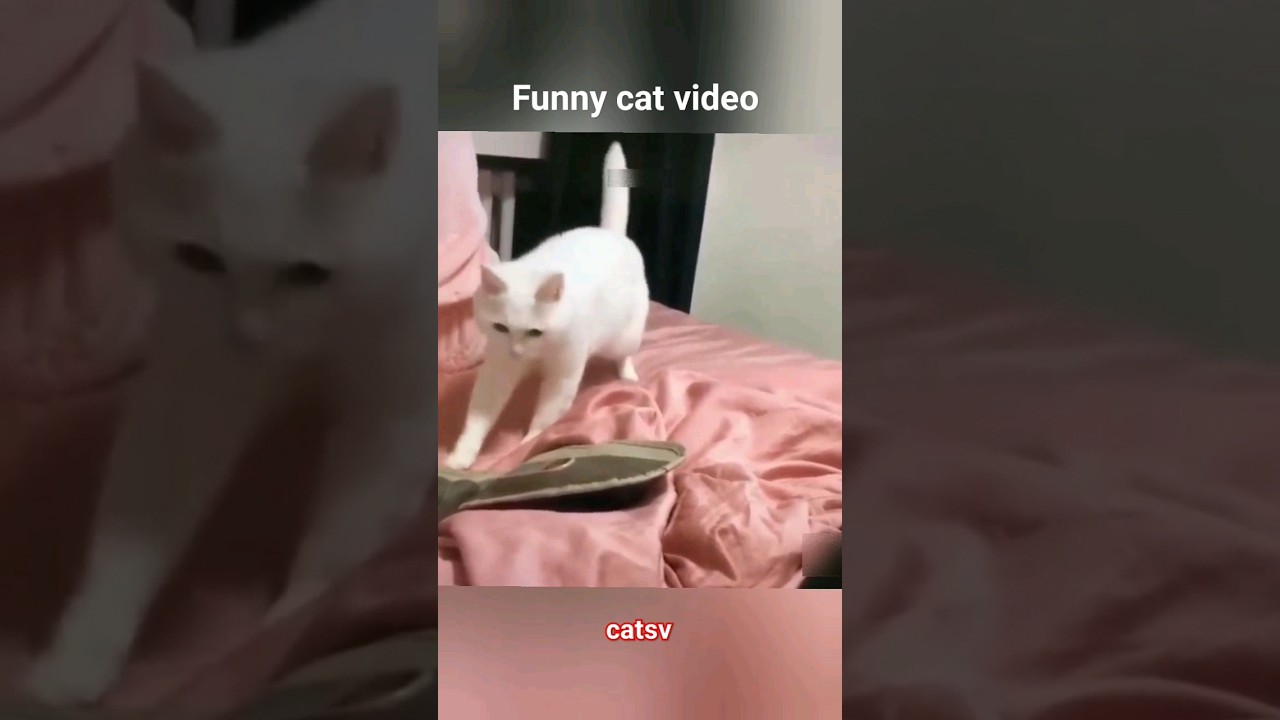 funny cat video copyright free #trending #youtube #shorts