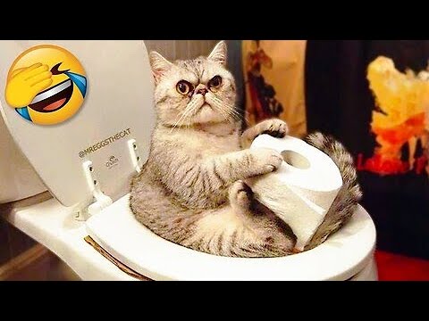funny cats and dog compilation |cats and dogs funny fails |cats and dogs funniest videos #16