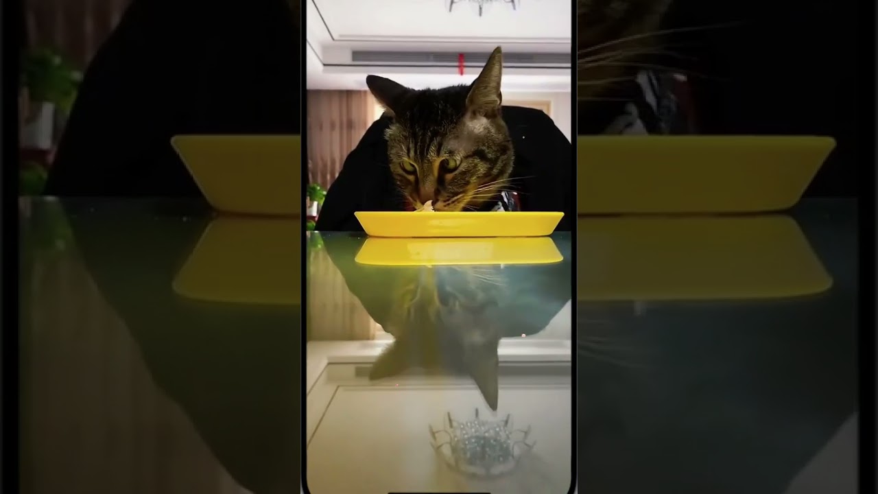 Laugh Out Loud with the Funniest Cat Video of All Time #73