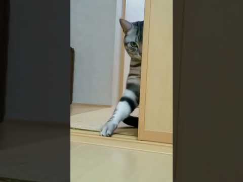 Funniest Animals Video 2023 - Funny dog and cat videos 88  #shorts #funnydog #funny cat