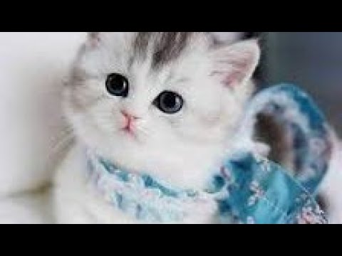 Baby Cats - Cute and Funny Cat Videos Compilation #002 | Aww Animals | Cats lover |