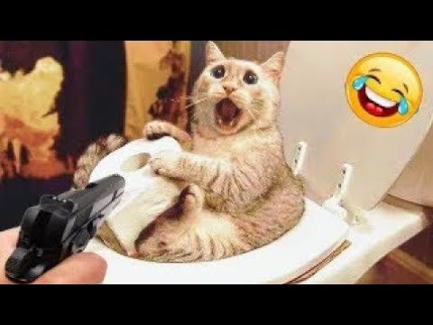 FUNNIEST Cat Videos 2023|Who says black cats aren’t Nice|FUNNY Cat Videos