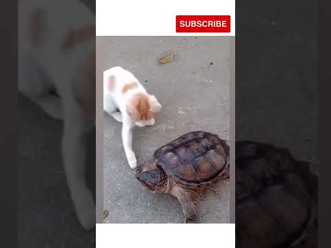 Funny Animals videos - Troublesome cats #shorts