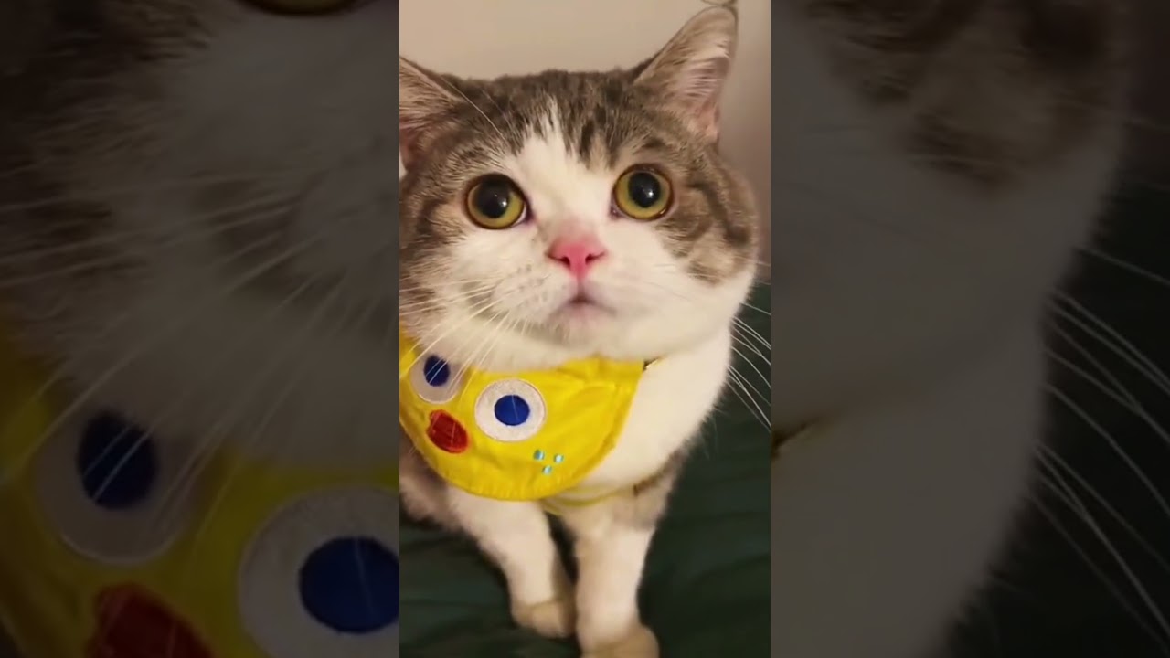 Funny Pet Cat Clips That Will Brighten Your Day on 2023 #cats #funnycats #shorts