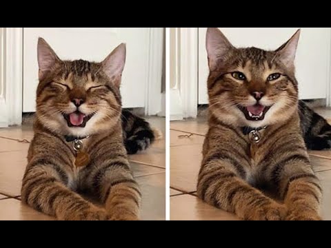 Funny and crazy cats (LAUGHTER TO TEARS) Part # 5 #2020