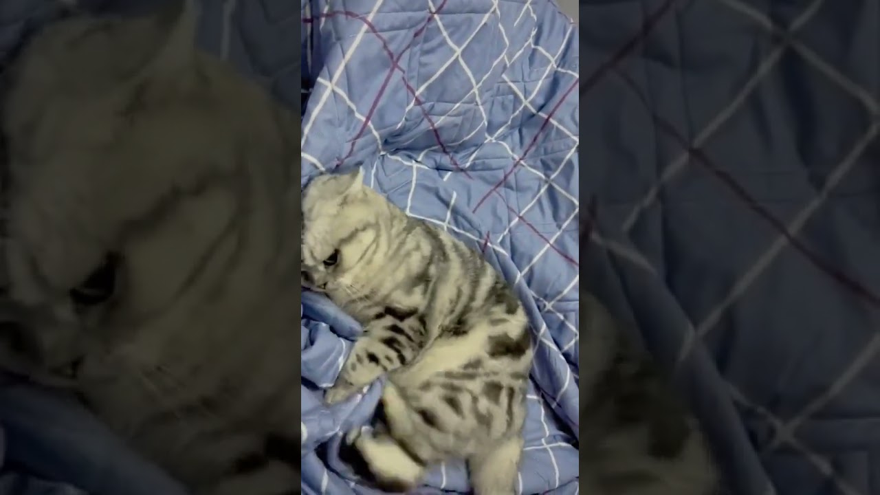 Laugh Out Loud with the Funniest Cat Video of All Time #79