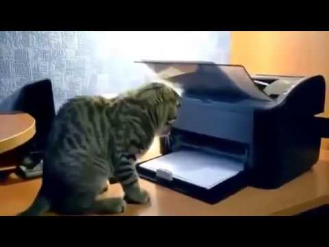 Big collection of funny cat video