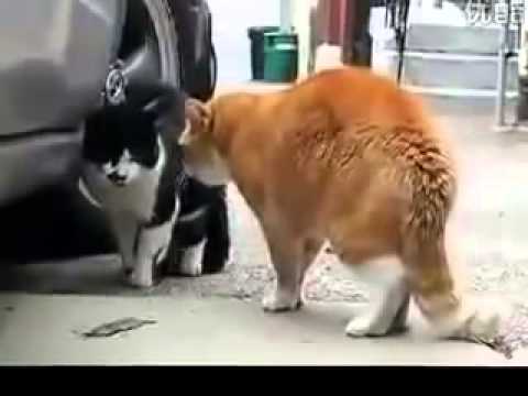 CAT GETS BOLLOCKING Funny Animal Videos