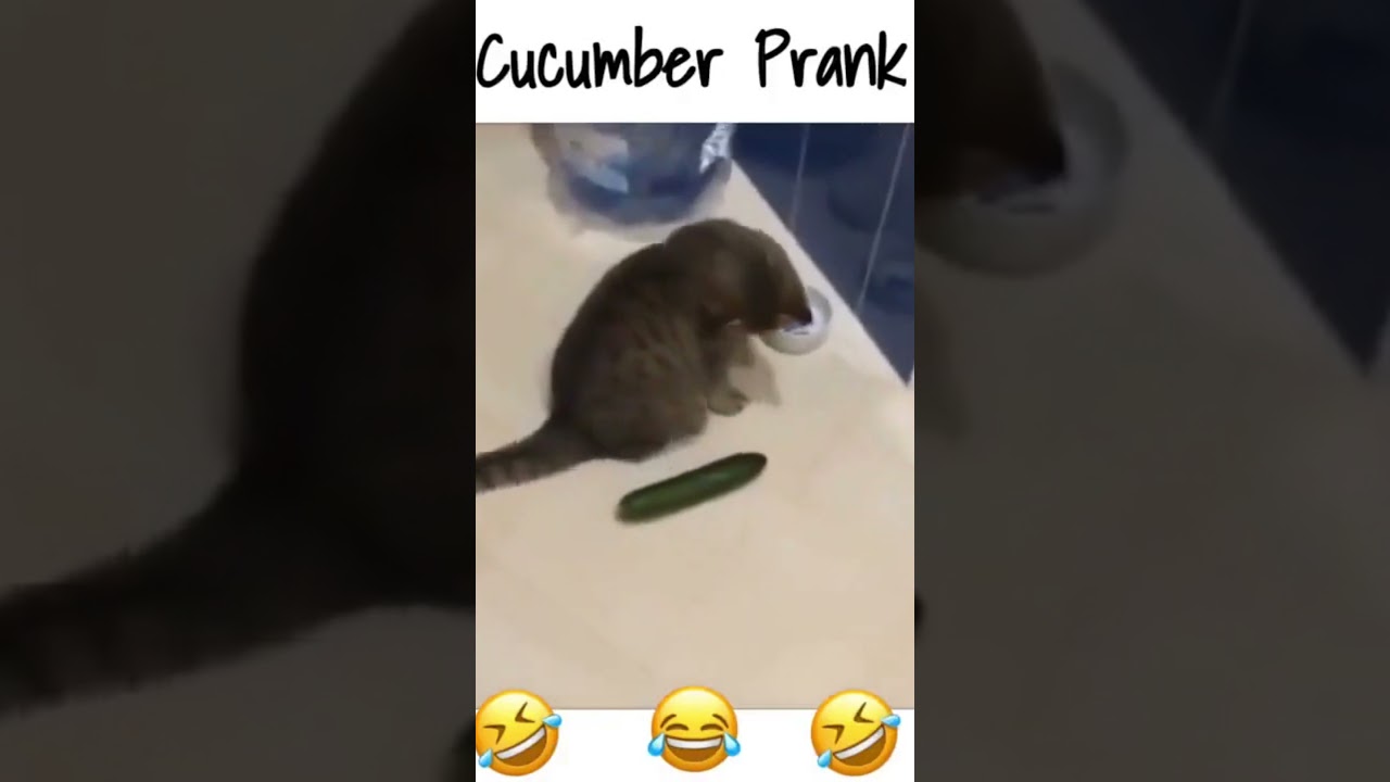 Cats Cucumber Prank Video #shorts