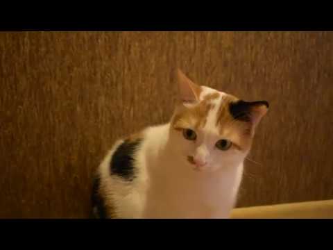 Cute Hilarious Cat Viral Videos  of Cat Thinking / Funny Cat
