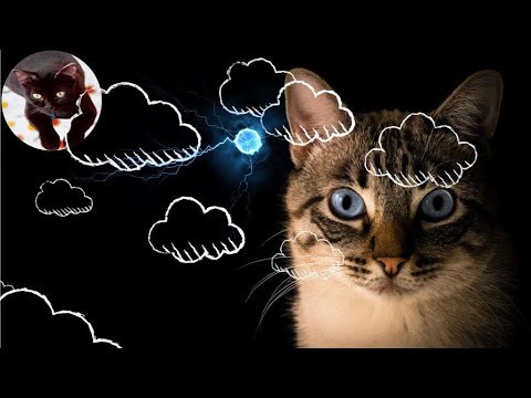 Cute and Funny Cat Videos Compilation #3