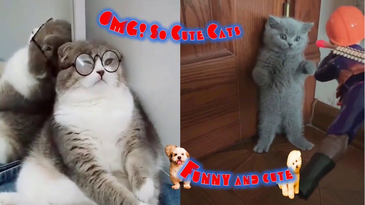 Funniest Cats Doing Funny And Adorable Thing Cant Miss It