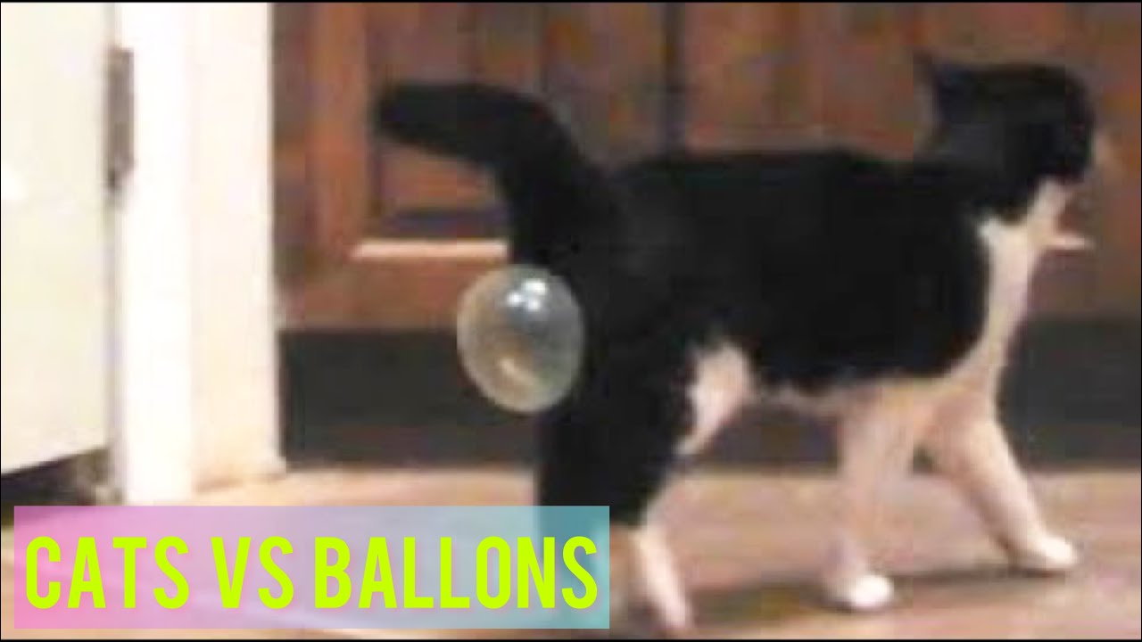 Funny Cats Playing With Balloons - Cats vs Balloons Compilation #90