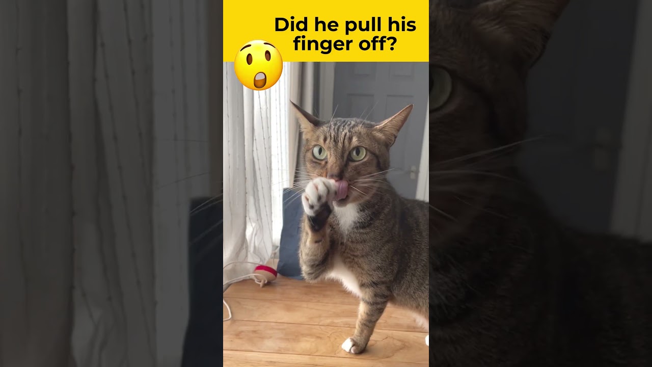 My cat shocked me every time he did this after eating #cats #catvideos #catshorts #catsclaw