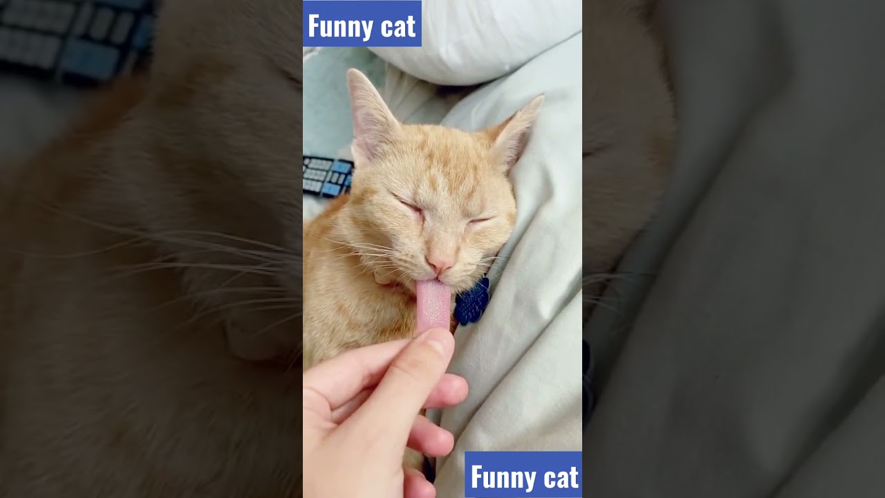 funny cat videos - funny cat reaction - funny cat moments #shorts