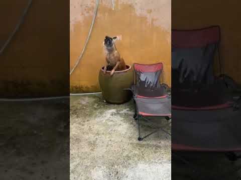 Funniest Animals Video 2023 - Funny dog and cat videos 80  #shorts #funnydog #funny cat
