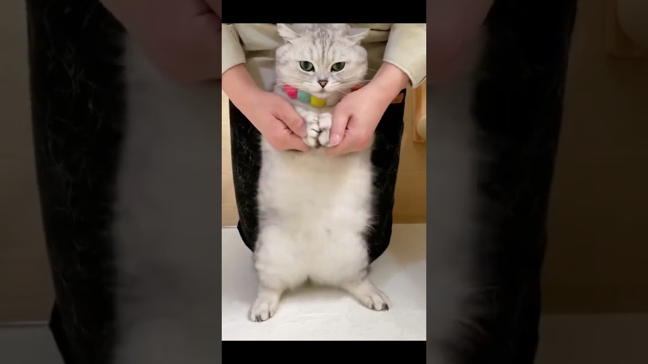 Laugh Out Loud with the Funniest Cat Video of All Time #33