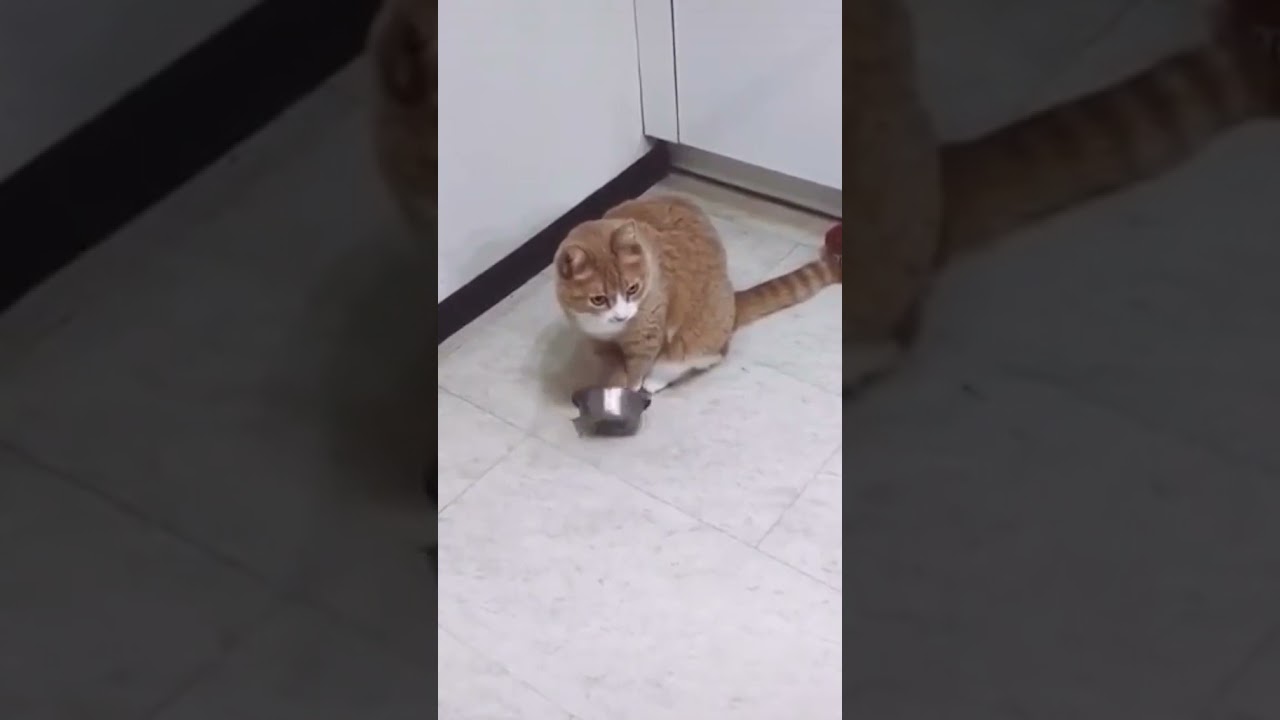 Angry Cat Asking For Food, Banging Bowl | FUNNY CAT VIDEOS #angrycats #catvideos #funnycat