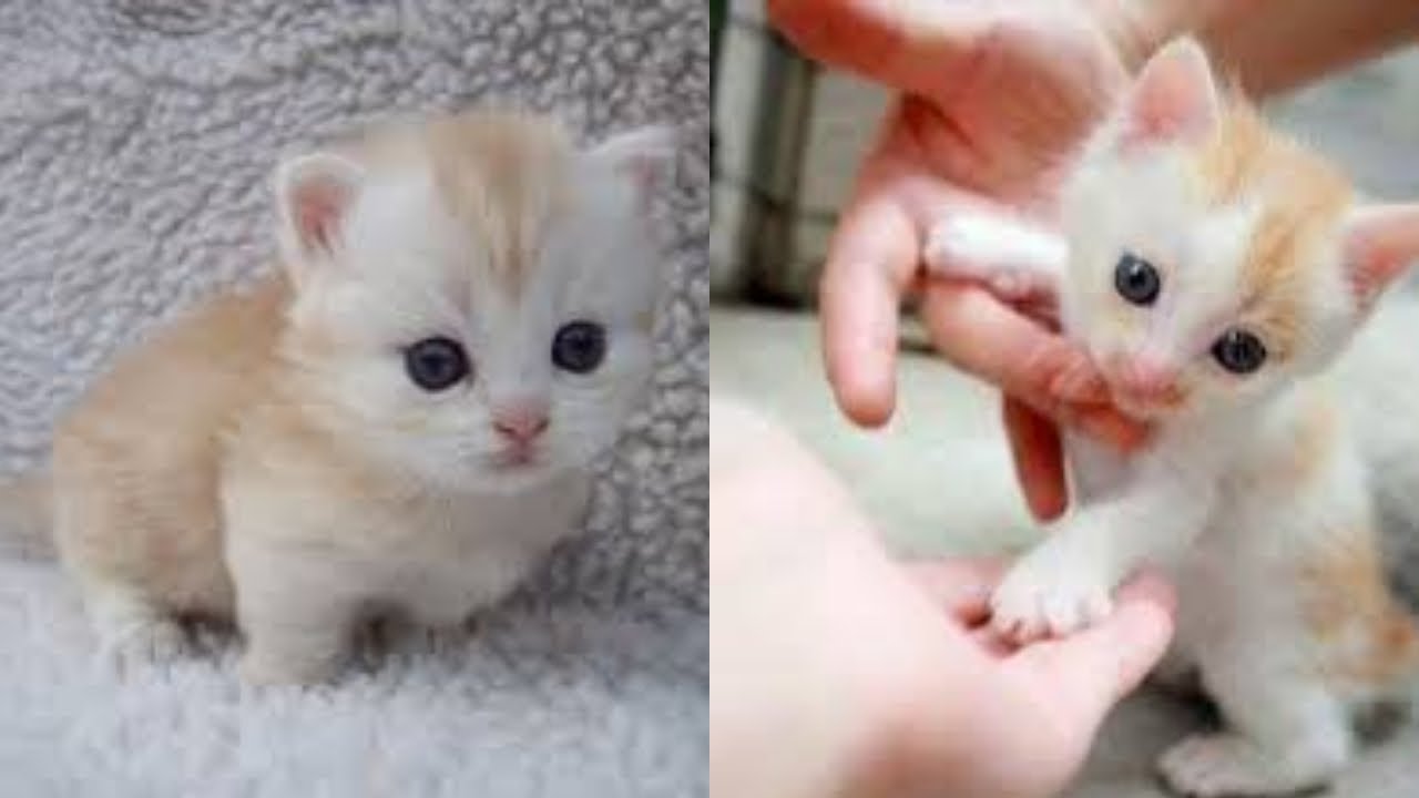 Baby Cats - Funny and Cute Cats And Kittens Videos Compilation 2021