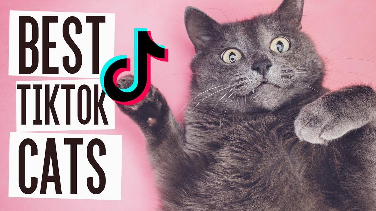 Best TikTok Cats | The Funniest Cats Ever