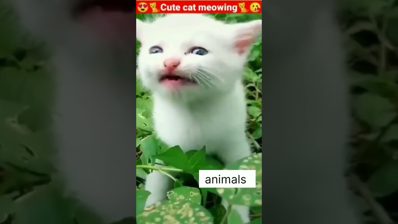 Cat Meowing Cat Sound Cute Cat Videos #shorts #cat #cats #dog #puppy #trending