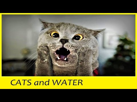 Cats and water - funny fails