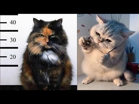 Crazy Cats And Dogs | Funniest | Funny Animals Compilation #61 | Funny and Crazy Animals