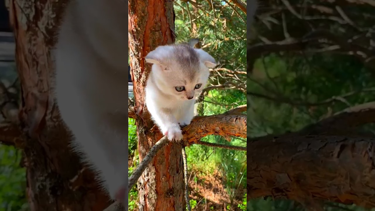Cute cats funny - cats funny video compilation | rimadurgeshvlogs