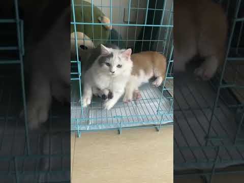 Funniest Animals Video 2023 - Funny dog and cat videos 119 #shorts #funnydog #funny cat