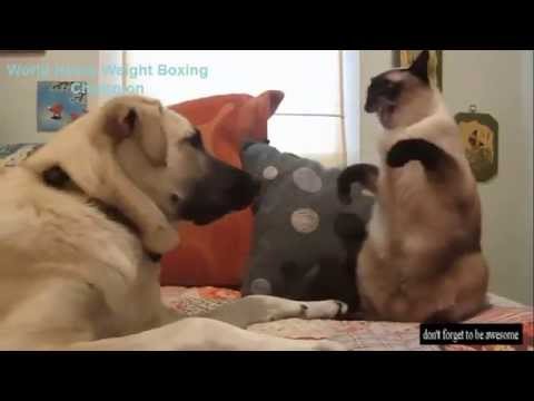 Funniest Compilation of Cat Videos Best of all times funny cats