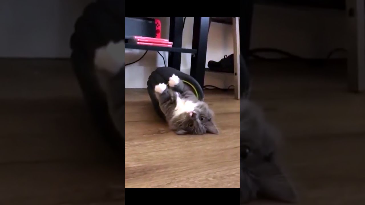 Funny Cat Video | Funny Animals Fails Tiktok | Viral YouTube #Shorts