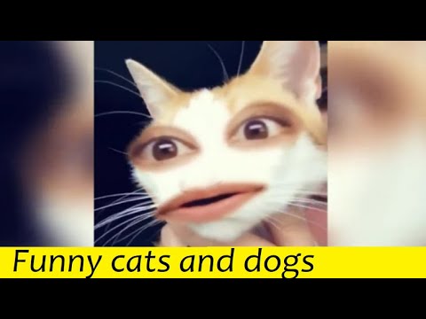 Funny cats and dogs - try not to laugh