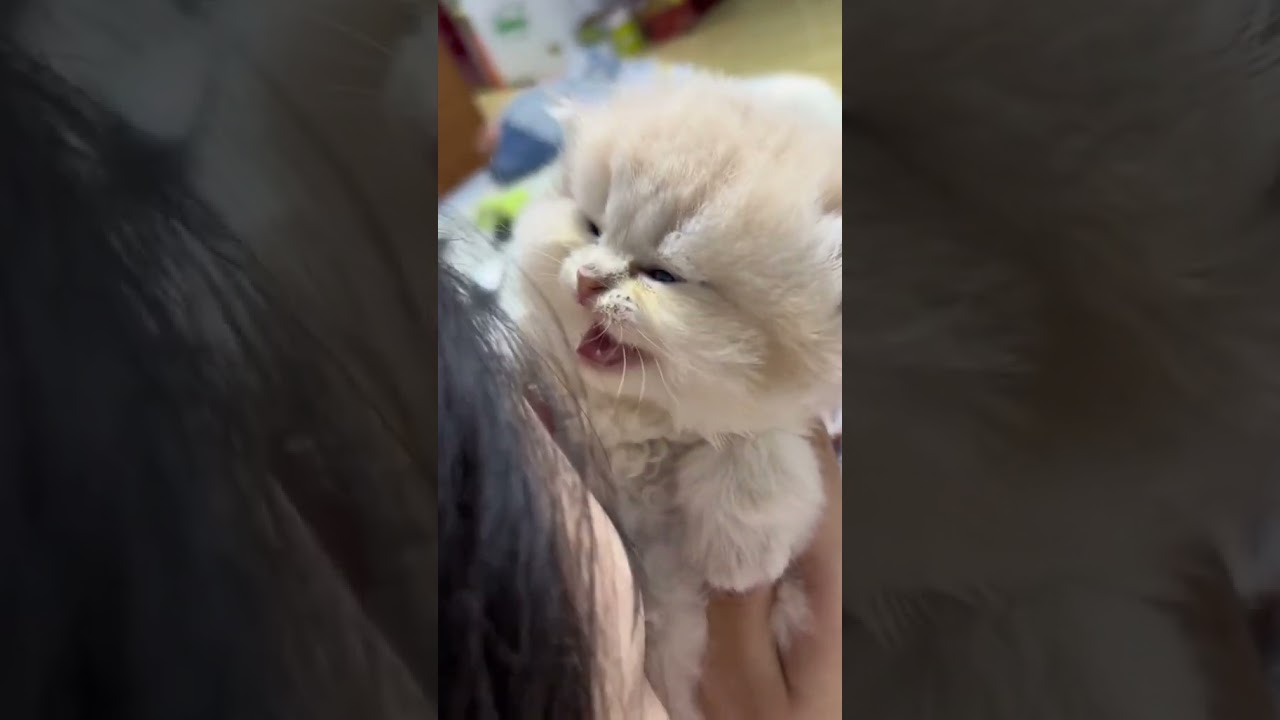 Laugh Out Loud with the Funniest Cat Video of All Time #37