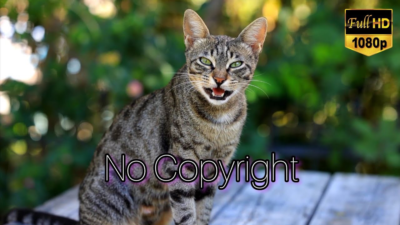 cat video no copyright | video background | cat videos | free video godam