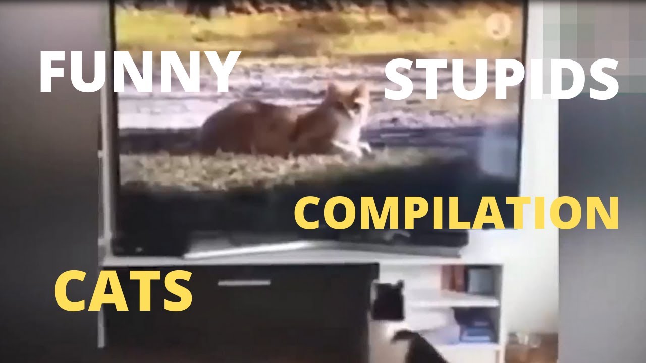 funny stupid cats compilation
