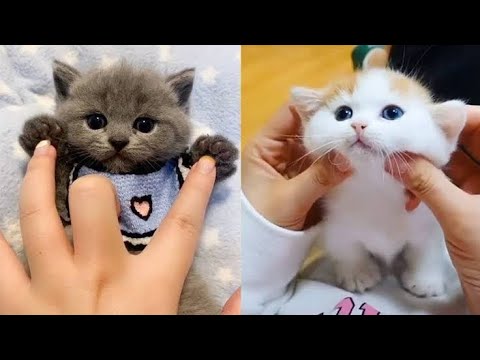 Baby Cats – Cute and Funny Cat Videos Compilation | Cute Kittens In The World