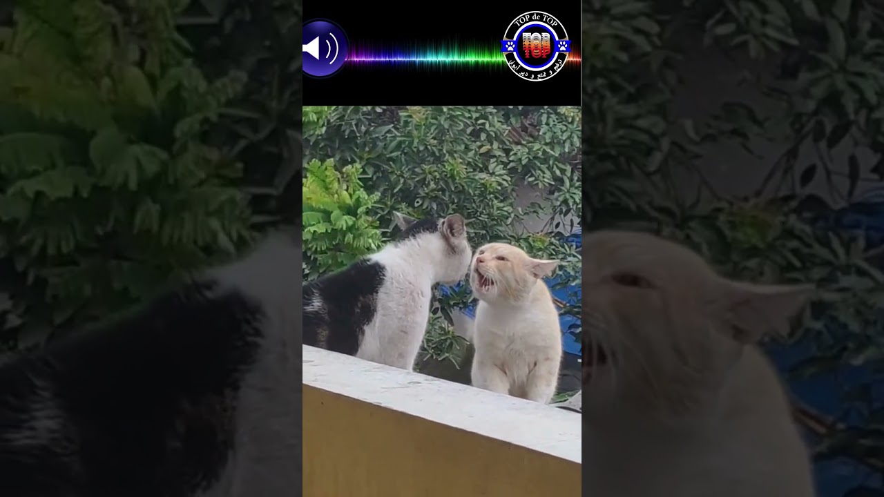 Cat Fight Compilation Video REAL SOUND | BEST OF 2021 PART 2 #shorts