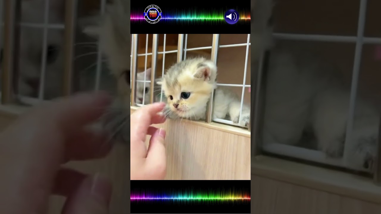Cute Cat & Funny Moments with Cats Enter your head into the cage, you pile of wool #shorts