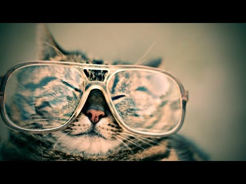 Funniest Cats - Best Of The 2020 Funny Cats Videos | Pet Lovers