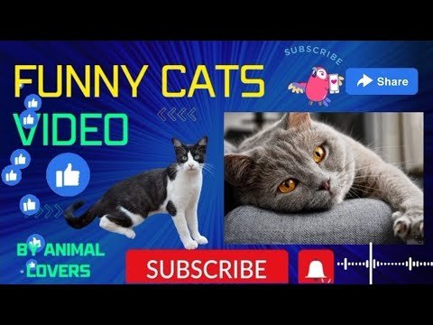 Funny Cats video ।। फनी कैट विडियो