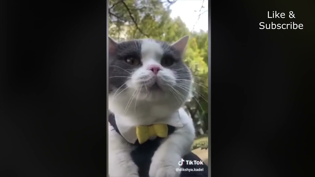 Funny Talking Cats - Hilarious Cat Videos